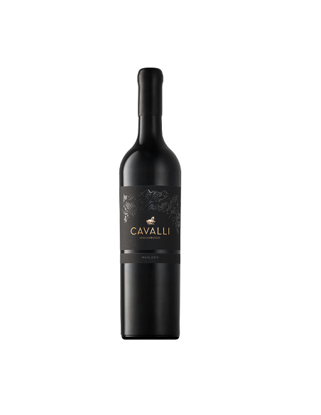 CAVALLI Warlord, Stellenbosch, 2020